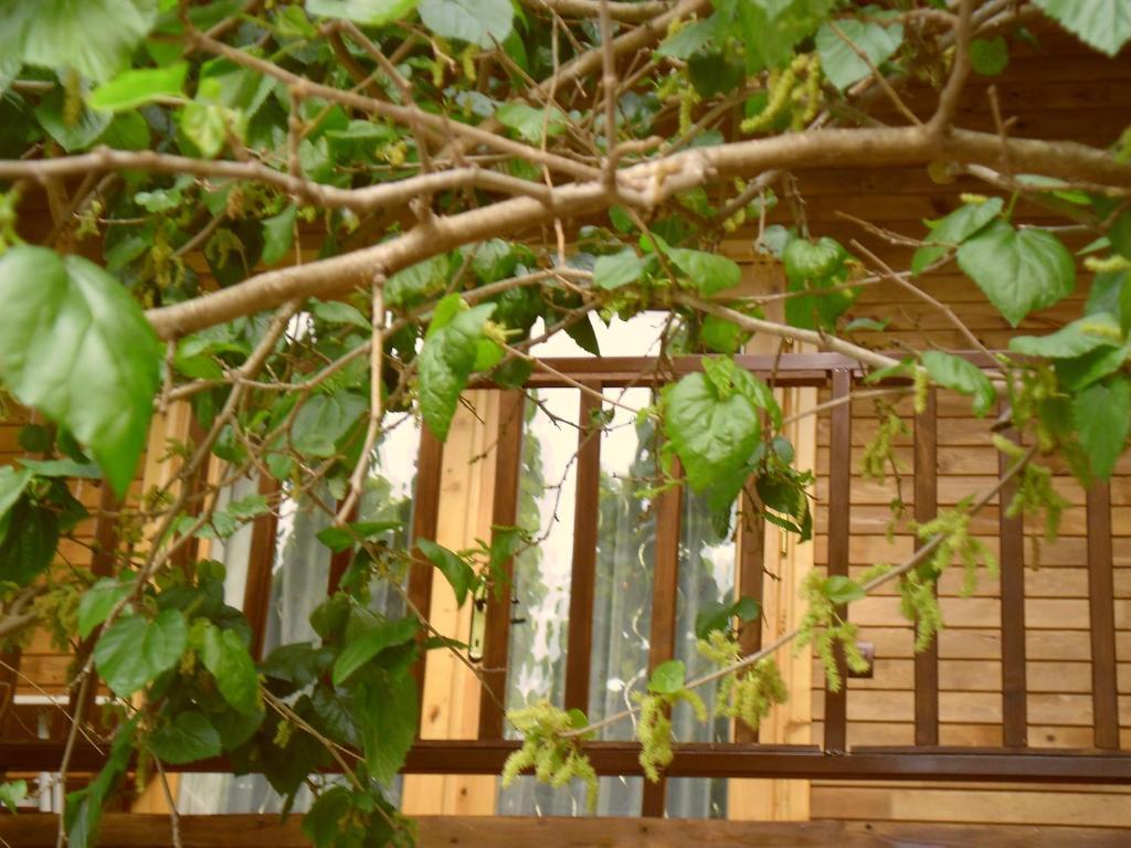 Cesur Pansiyon Hotel Çıralı Ngoại thất bức ảnh